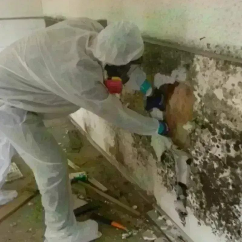 Mold Remediation and Removal in Montgomery County, VA